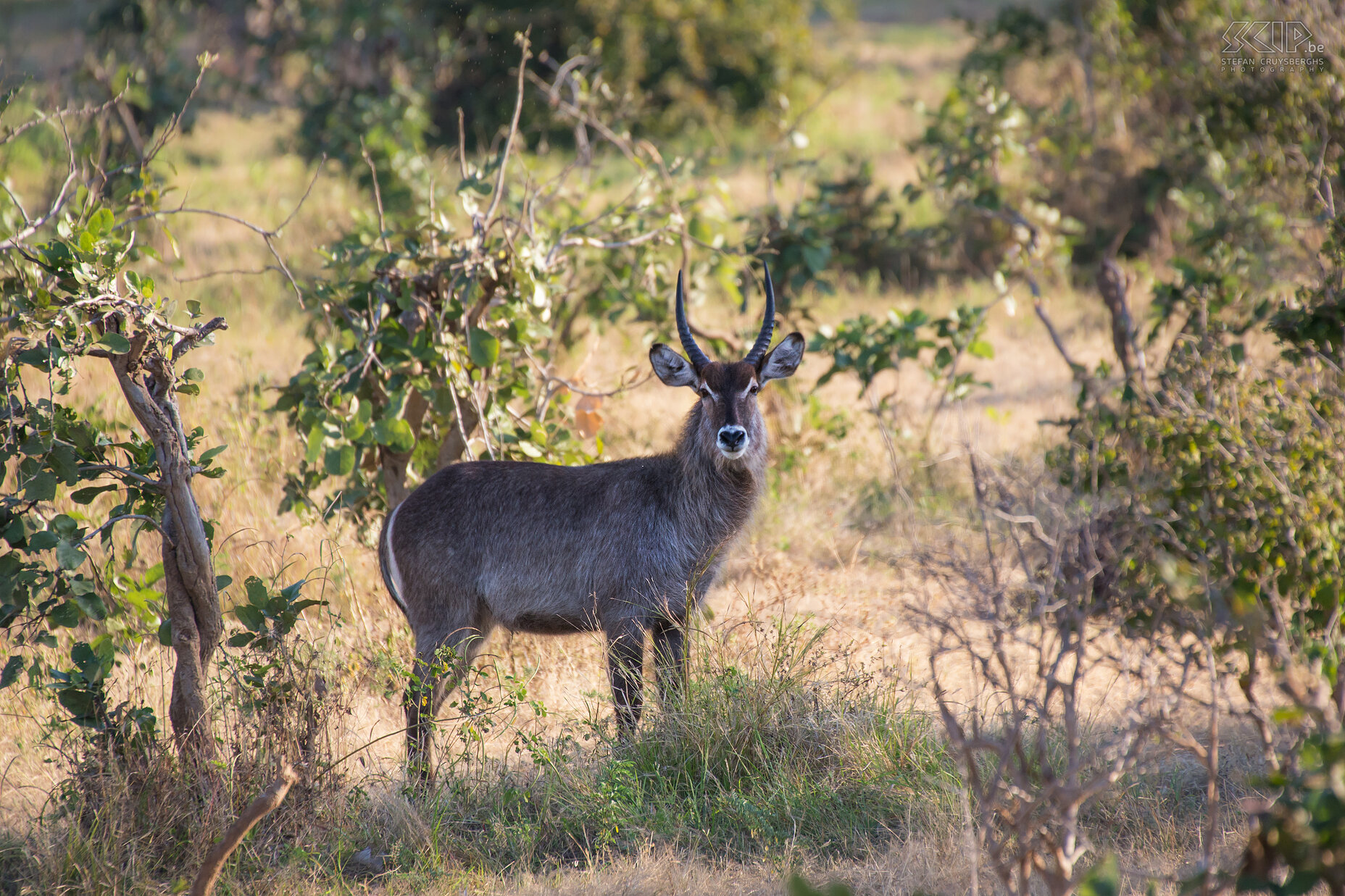 South Luangwa - Waterbok Mannelijke waterbok (Waterbuck, Kobus ellipsiprymnus) Stefan Cruysberghs